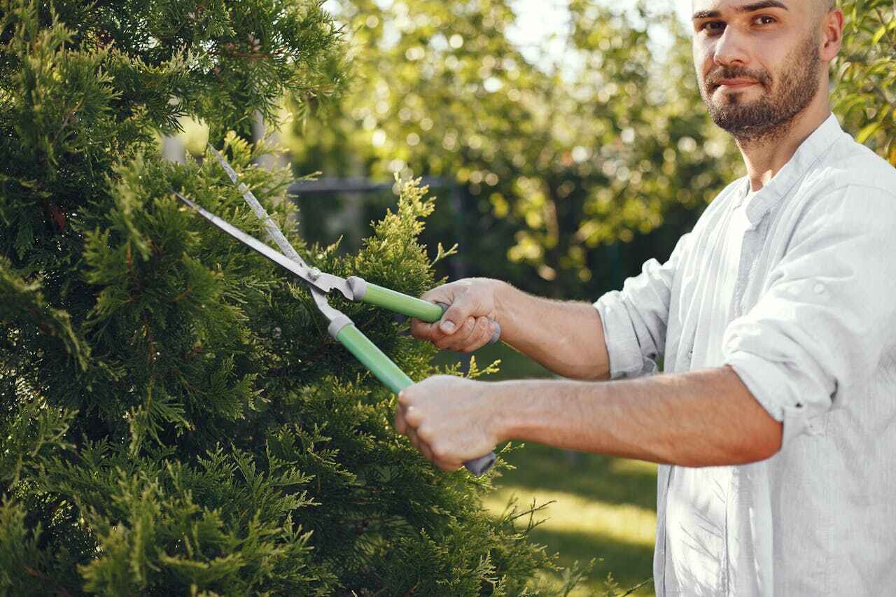 Best Tree Pruning Services  in Opelousas, LA